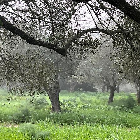 Muristene Pozzo Santa Cristina Paulilatino Kültér fotó
