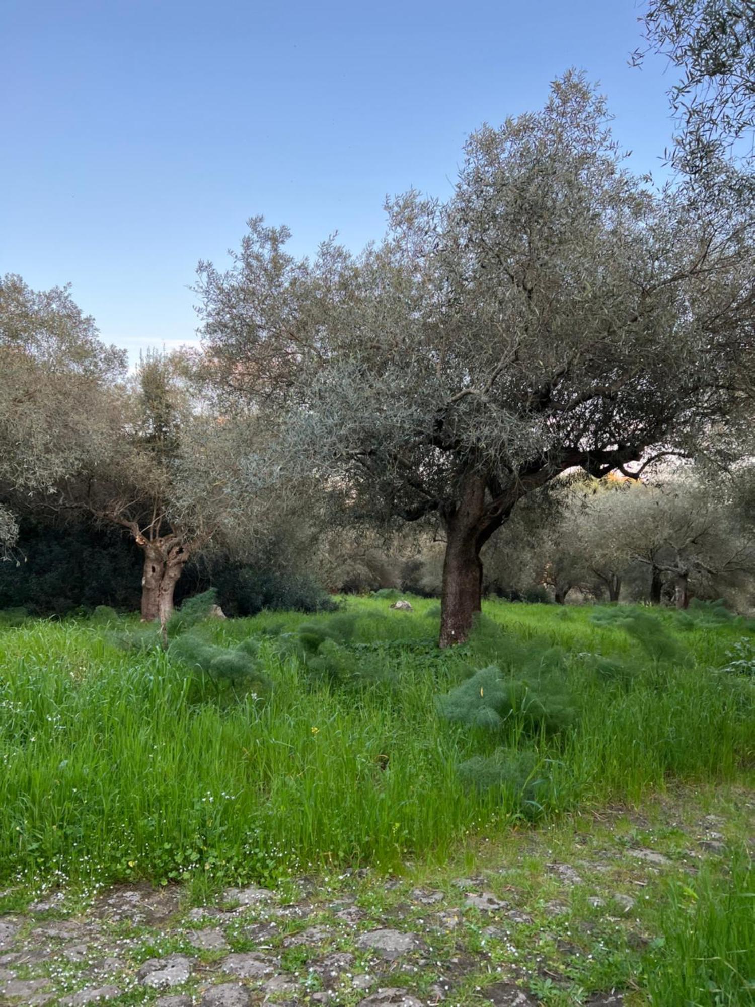 Muristene Pozzo Santa Cristina Paulilatino Kültér fotó