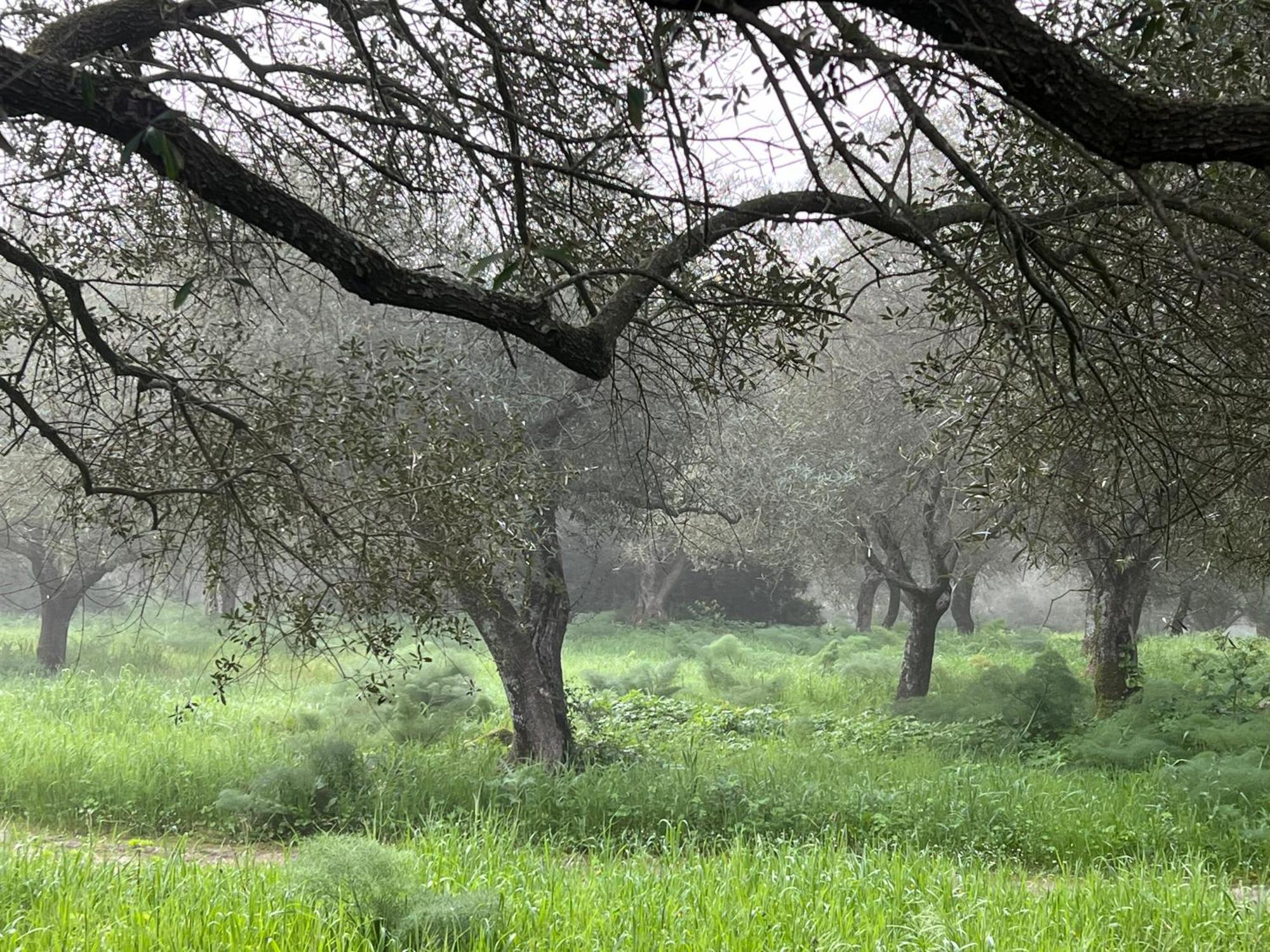Muristene Pozzo Santa Cristina Paulilatino Kültér fotó